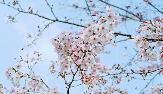 羽田空港と隅田公園の桜をご紹介